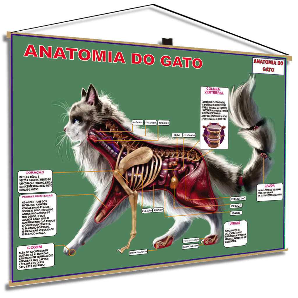 Banner Gato Cat Anatomia Veterinário Mapa Estudo pet shop
