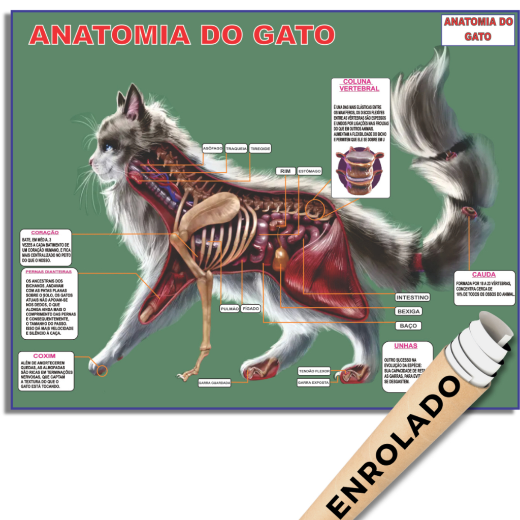 Poster Veterinário Gato Pet cat Anatomia Poster Corpo Animal Estudo pet shop