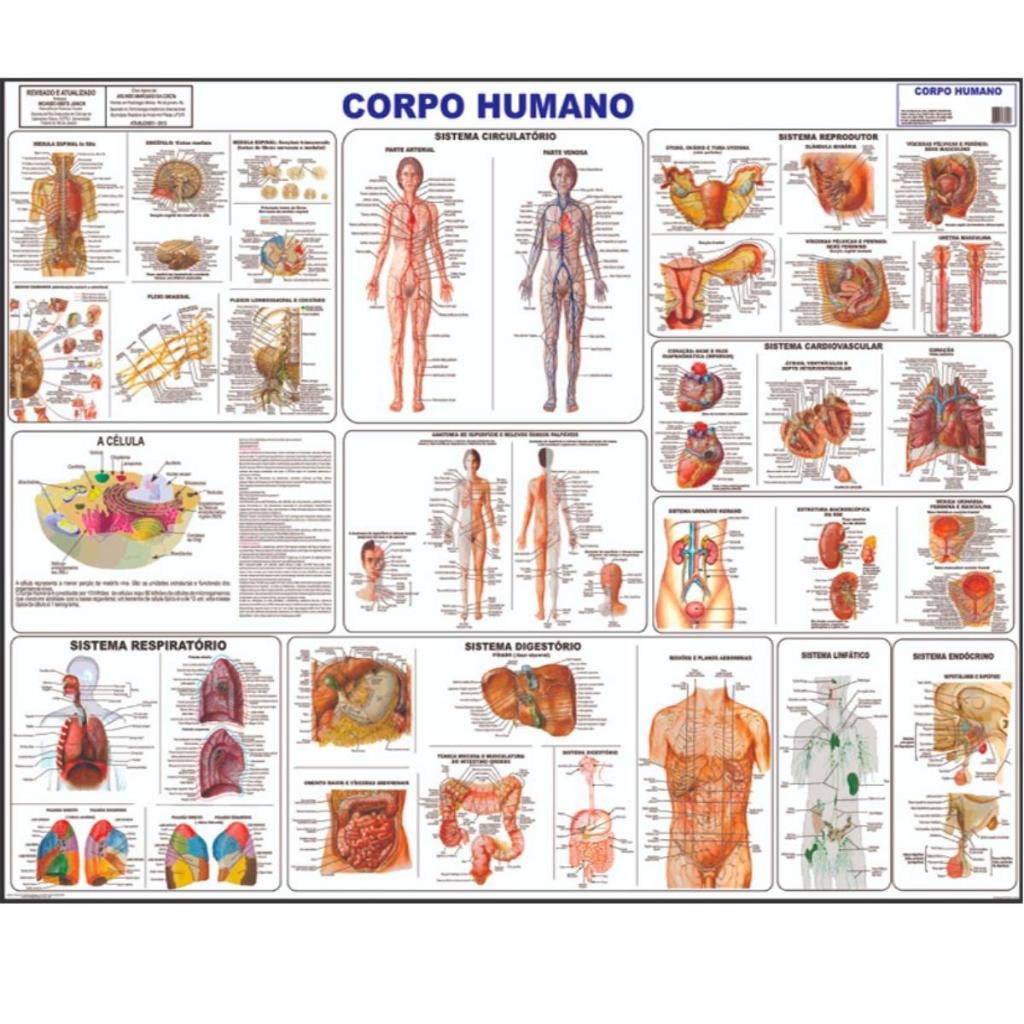 Anatomia Corpo Humano Sistemas Poster Medicina Médico