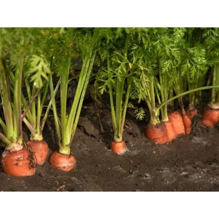 Kit 1000 Sementes Sortidas p/ Horta (Hortaliças, Ervas, Pimentas, Flores e Temperos) Jardineiro Iniciante