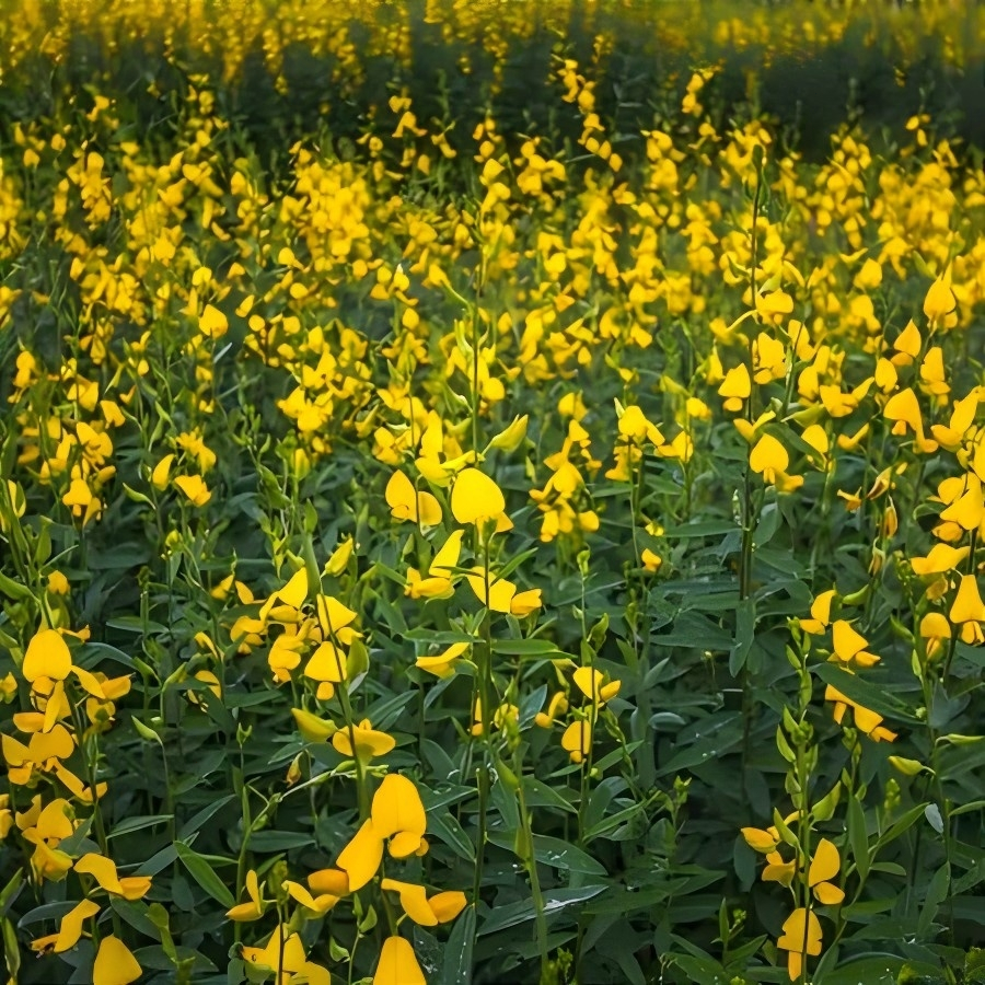 1000 Sementes de Crotalaria Spectabilis Adubo Verde Fixadora de Nitrogênio Cobertura do Solo Jardinagem