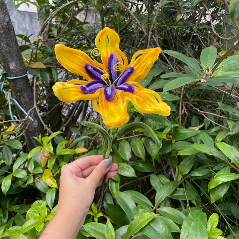 Flor rapunzel lirio amarelo flor presente casal