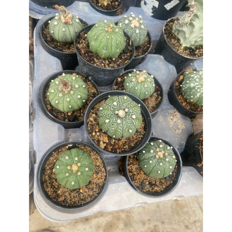 Astrophytum Asterias: Onde Comprar | BuscaProdutos