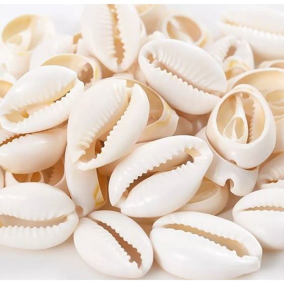 Búzios natural aberto para artesanato em Oferta na Shopee