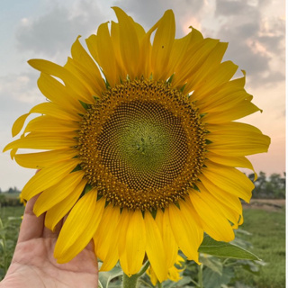 Girassol alto Gigante 30 sementes por pacote em Oferta na Shopee