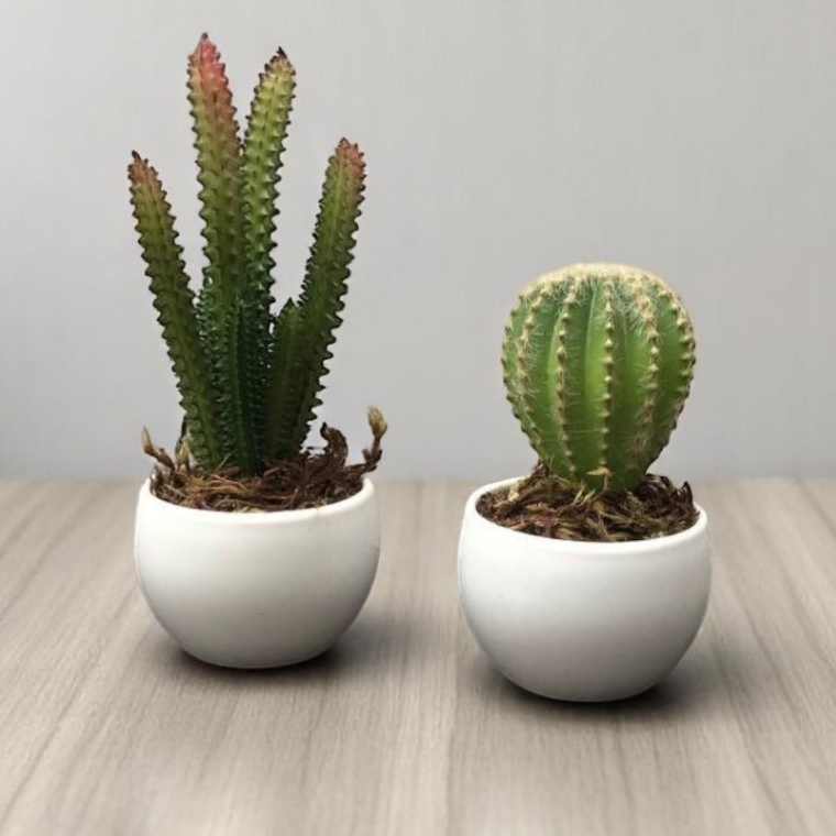 Cacto Mini com Flor: Onde Comprar | BuscaProdutos