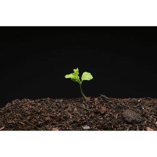 1kg de Terra vegetal Adubada – A Base Perfeita para Seu Jardim