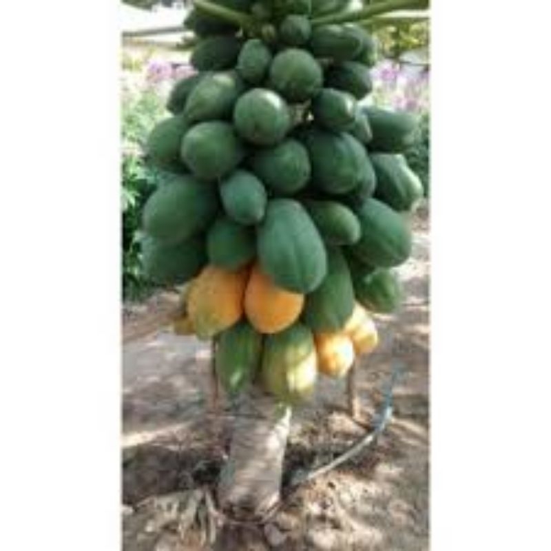 Sementes Mamão Anão Da Amazônia Papaya 15 unidades