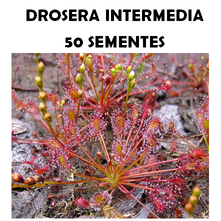 Drosera Intermedia: Onde Comprar | BuscaProdutos