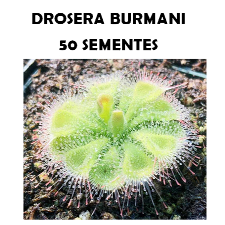 50 sementes de Drosera burmanii sementes de plantas carnivoras frescas sundew orvalho