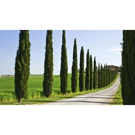 400 Sementes de Cipreste Italiano Originais (P8) – Árvore Ornamental para Jardim, Paisagismo e Cerca Viva