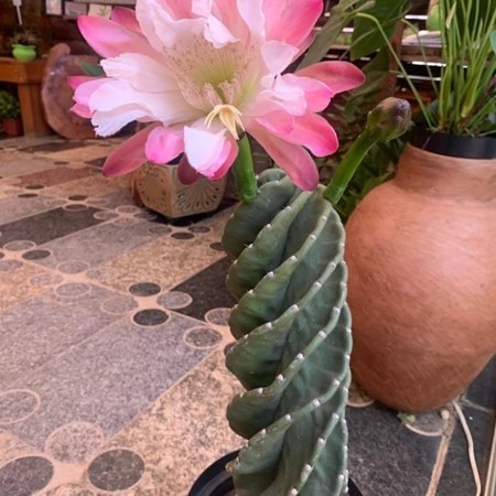 1000 Sementes Raras de Cacto Parafuso (Cereus) C32 | Fácil Germinação | Ideal para Jardim e Vaso