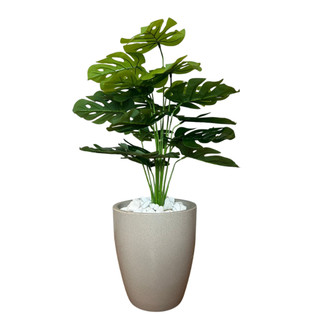 Costela de Adão Artificial Grande +Vaso Polietileno Completo