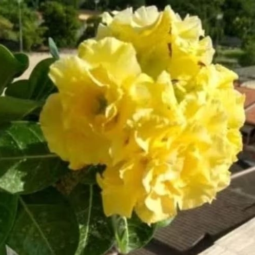 Buquê Bridal: Guia Completo e Onde Comprar | BuscaProdutos