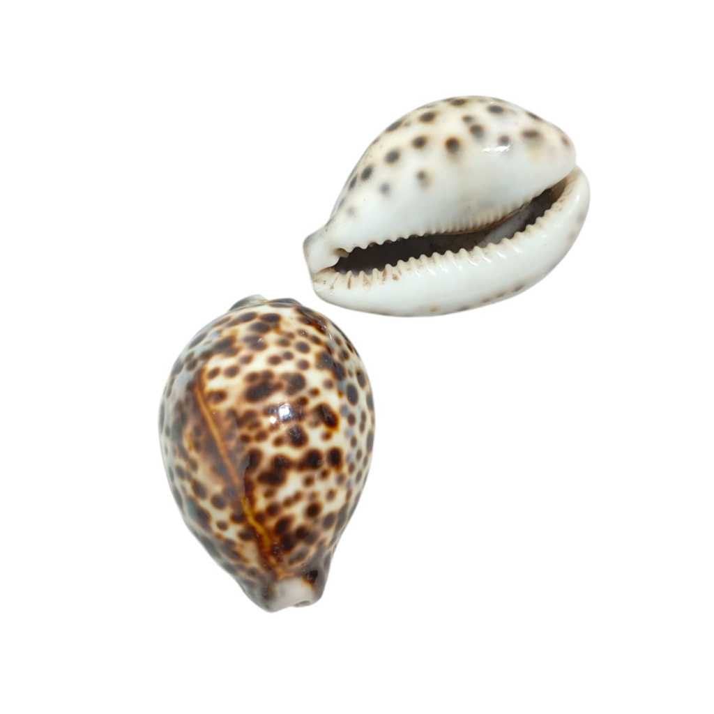 Búzios Brasileiros: Onde Comprar | BuscaProdutos