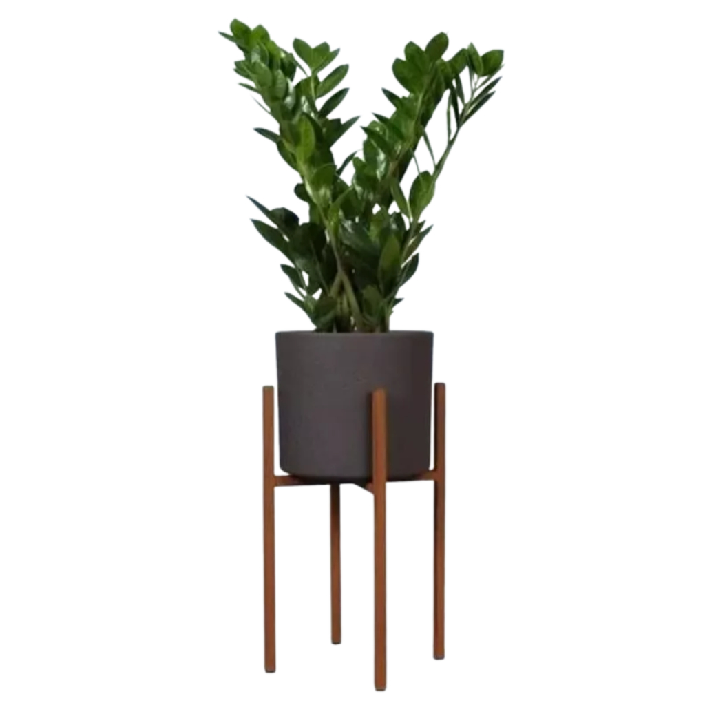 Flores de Zamioculca: Onde Comprar | BuscaProdutos