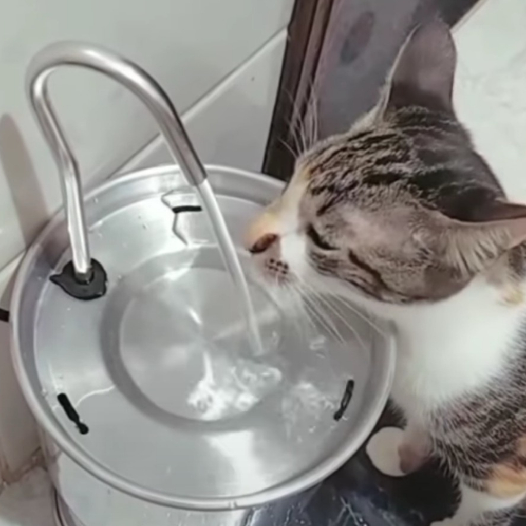 1 Bebedouro P/ Gato + 4 Comedouros Ergonômicos — imagem 2 de 2