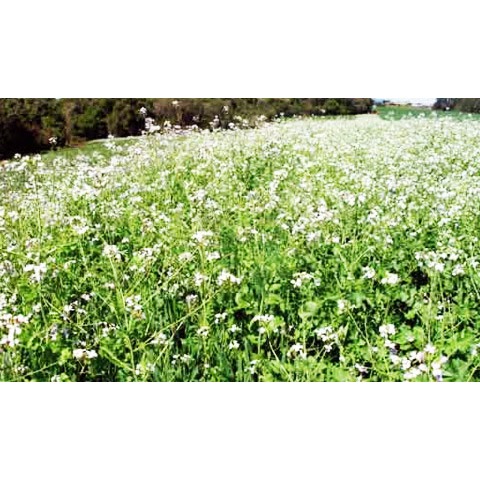 30 Sementes de nabo tailandes