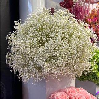 Kit de Buque Mosquitinhos Branca Gypsophila Artificial Decoração Casamento, Arranjos, Decorar Festas em Oferta na Shopee