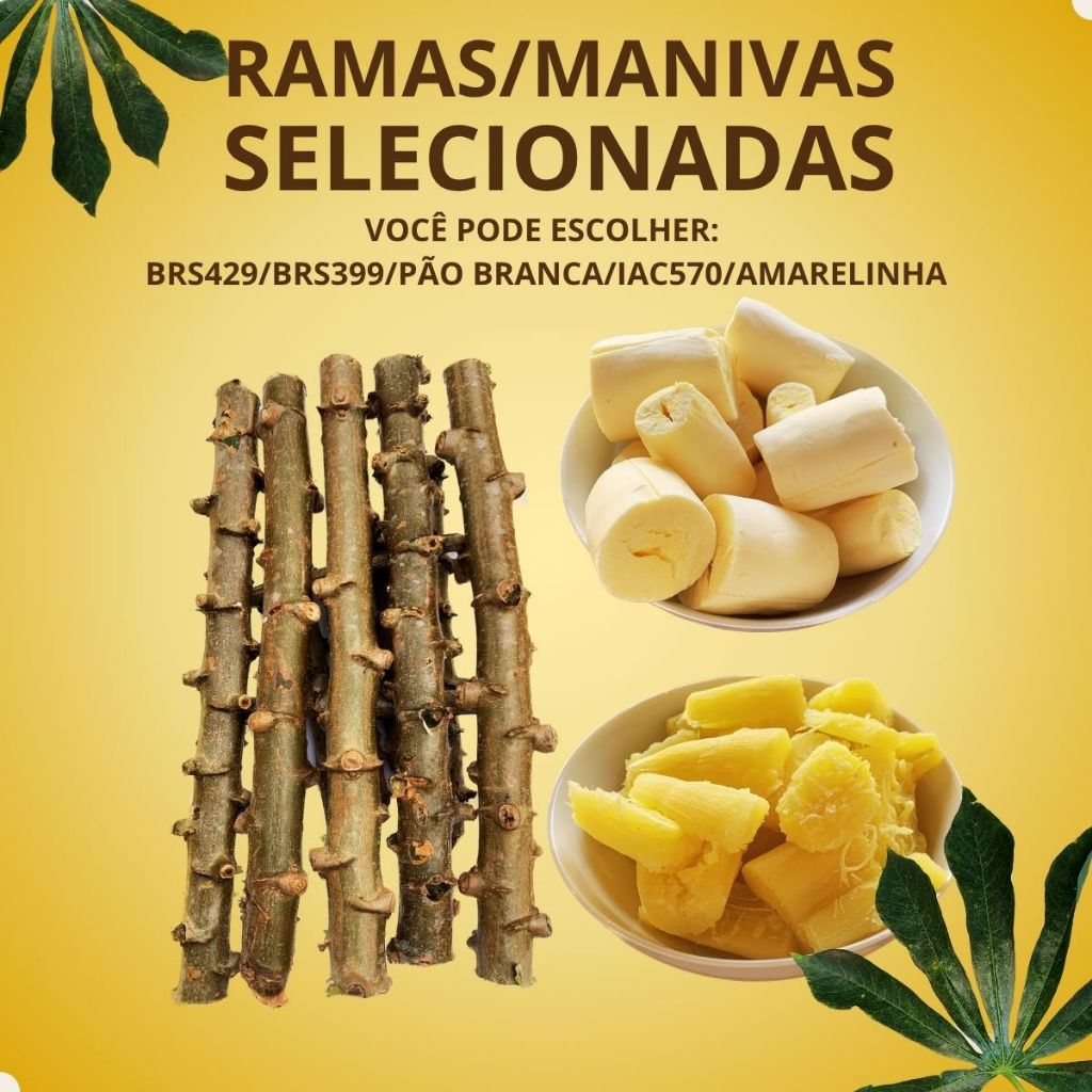 120UN Ramas Manivas Mudas Mandioca Amarela de Mesa BRS 399/429/IAC/BRANCA Frescas Alta Qualidade