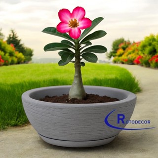 Vaso Decorativo Bacia para suculentas ou rosa do deserto  tamanho M com prato. em Oferta na Shopee