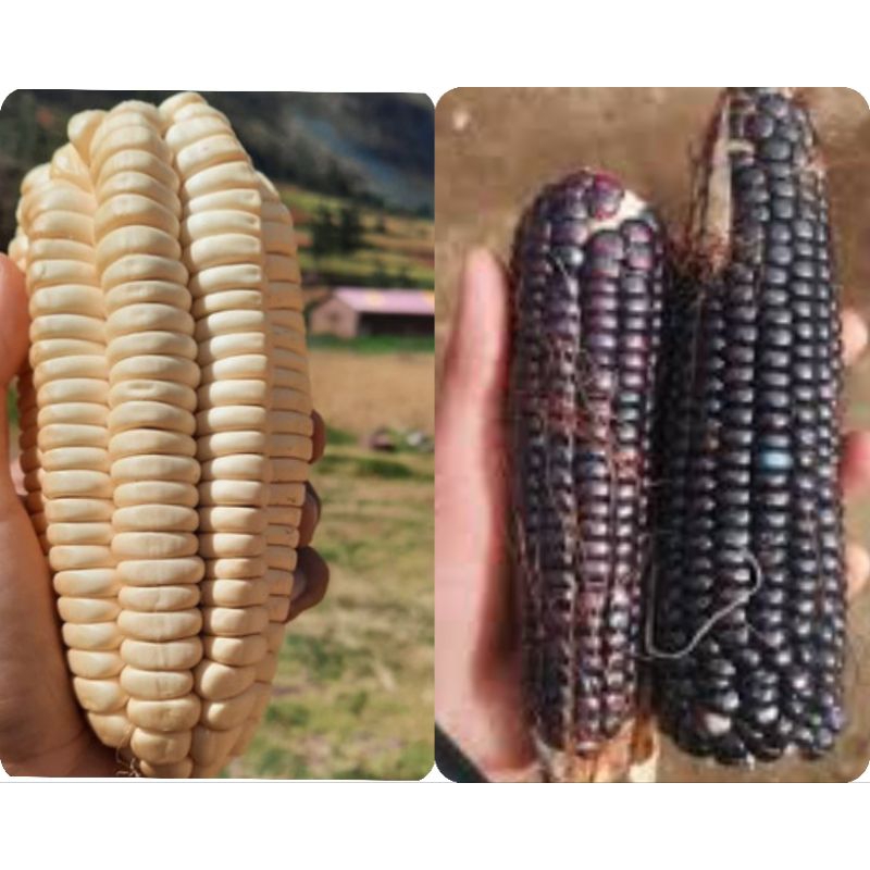 100 Sementes Duas Espécies Milho Indígena Peruano Gigante Branco e Preto Peruano.