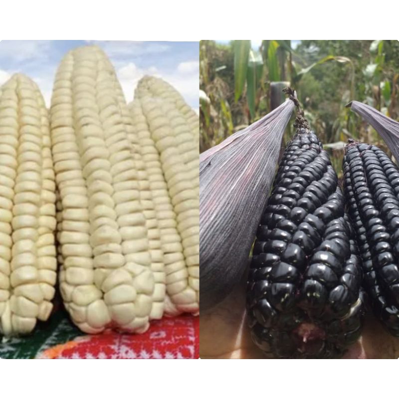 100 Sementes Duas Espécies Milho Peruano Gigante Branco e Preto Peruano.
