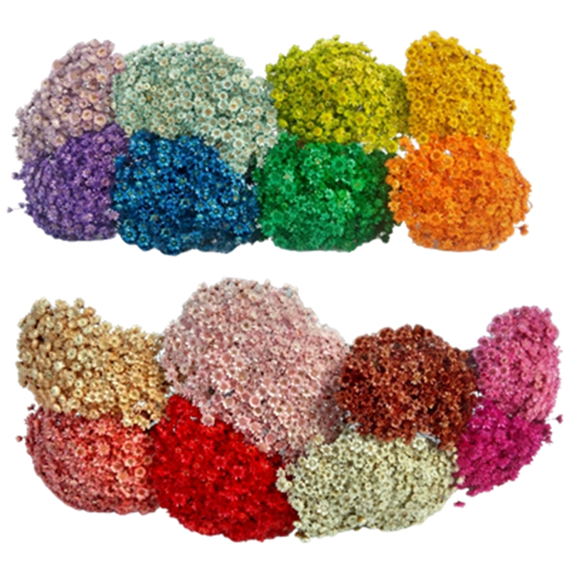 300 Florzinhas Sempre vivas aprox. arranjo buquê casamento chá decoração mesa Flor seca preservada em Oferta na Shopee