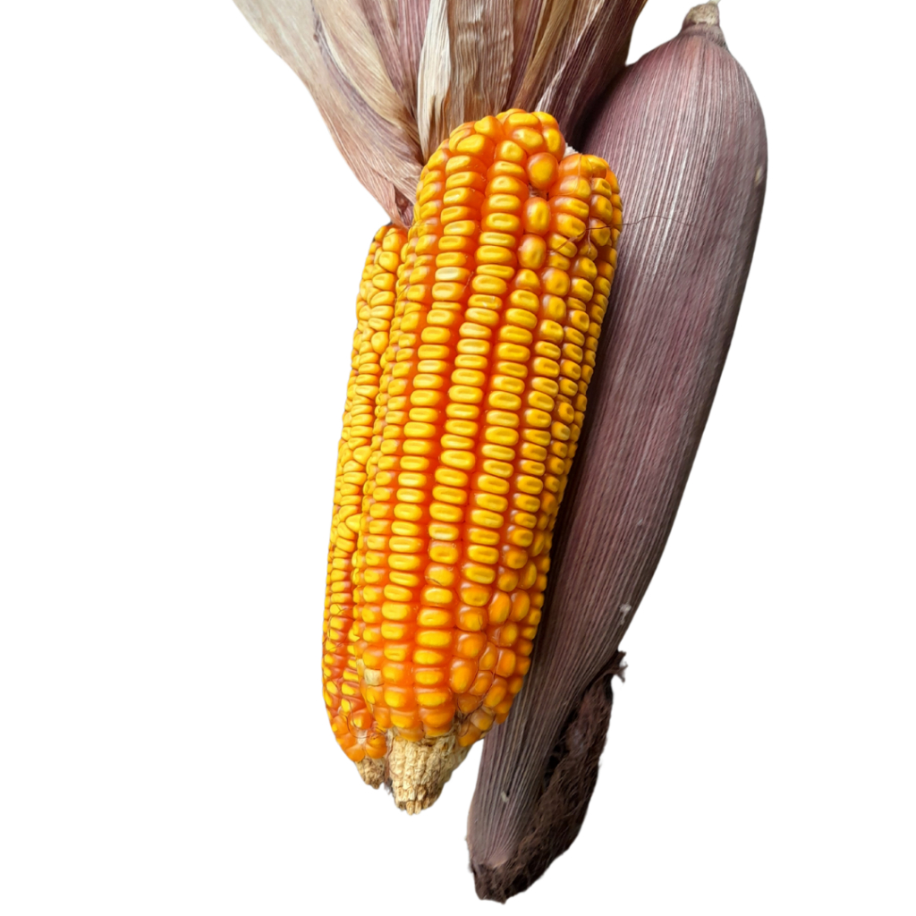 Sementes de Milho Crioulo/ Plantar/ Quirela/ Fubá/ 1kg