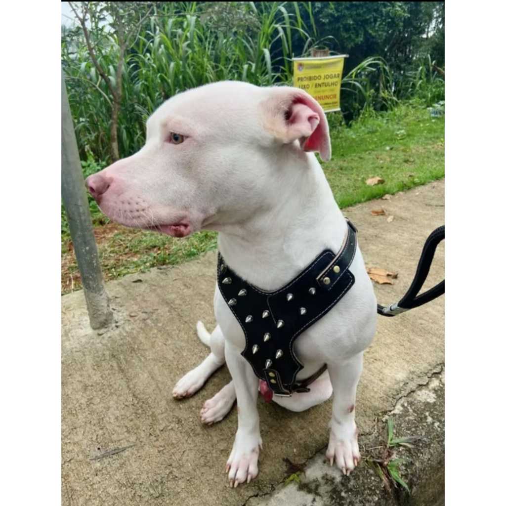 Peitoral cachorro Linha Luxo Pitbull Spike + guia de corda com amortecedor