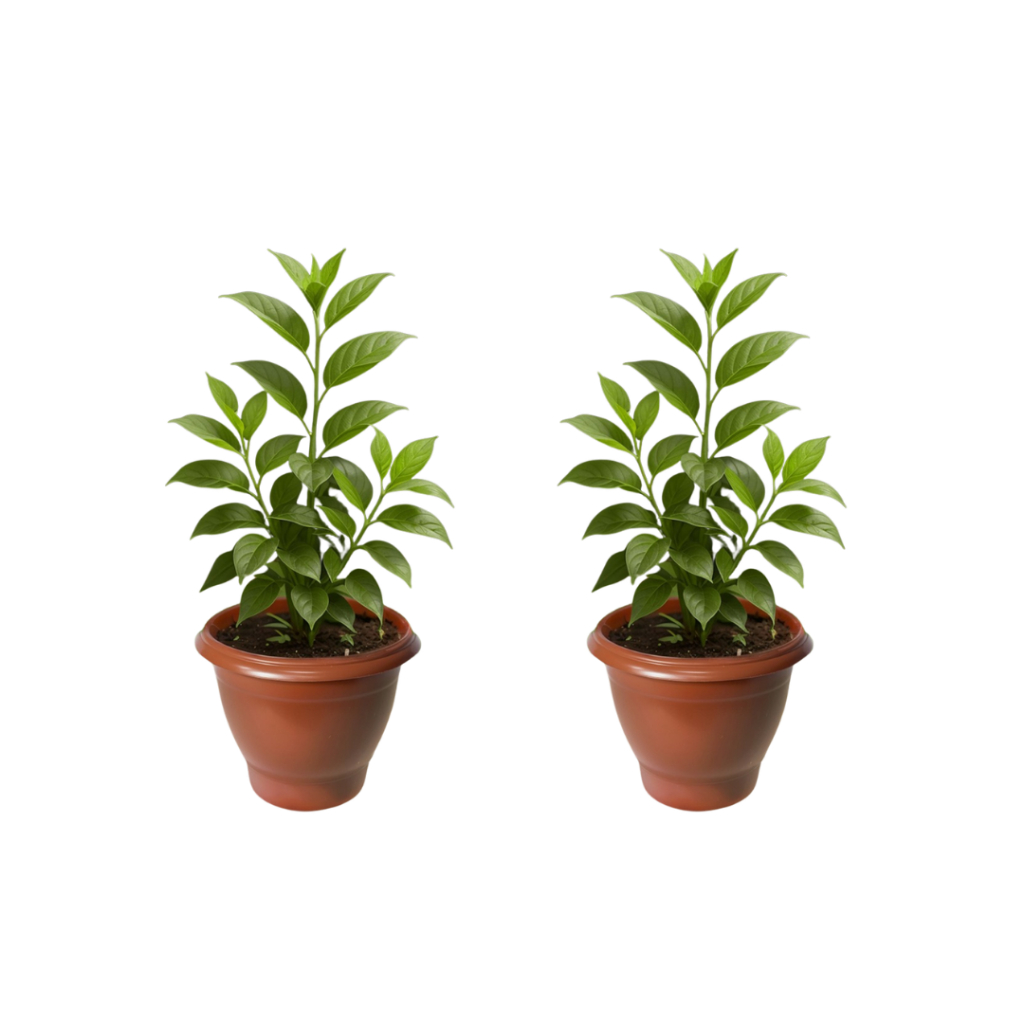 Kit 2 Vasos Redondos 15 Litros – Cores Preto ou Terracota, Resistentes e Versáteis para Plantas e Jardins