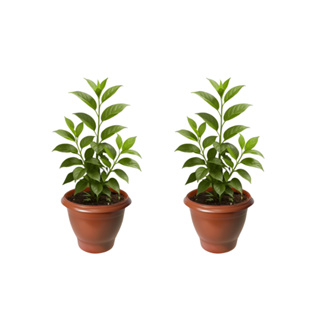 Kit 2 Vasos Redondos 15 Litros – Cores Preto ou Terracota, Resistentes e Versáteis para Plantas e Jardins em Oferta na Shopee