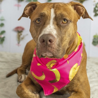 Bandana Dupla Face Pet 2 em 1 Premium Bananas Rosa e Amarelo em Oferta na Shopee