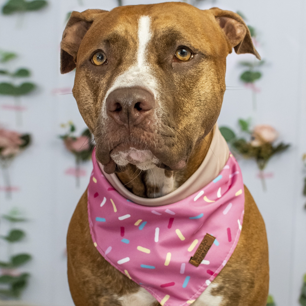 Bandana Dupla Face Pet 2 em 1 Premium Donuts Rosa em Oferta na Shopee