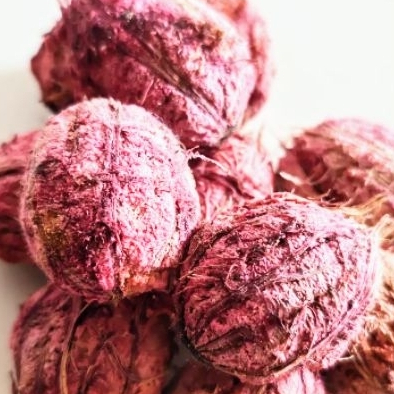 Árvore Muda de Chapéu Praia - Comprar com Melhor Preço em Bonés, Chapéus e Toucas