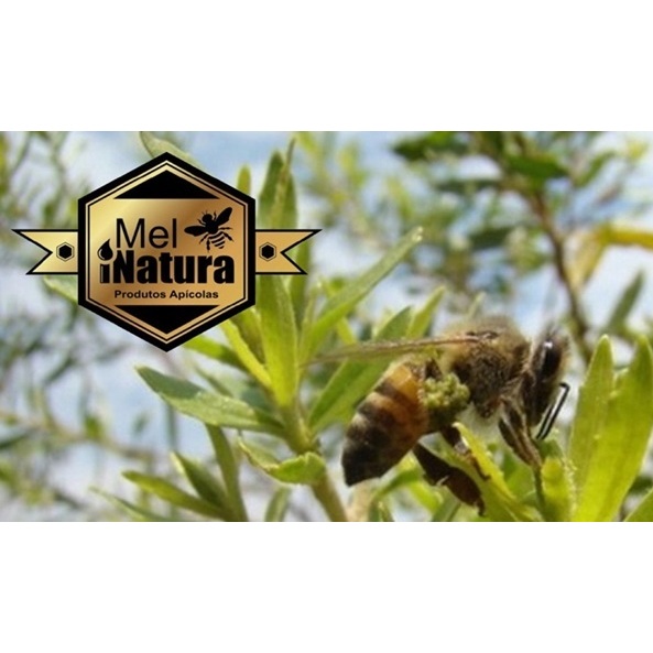 Própolis VERDE bruta em fita iNatura - 100g