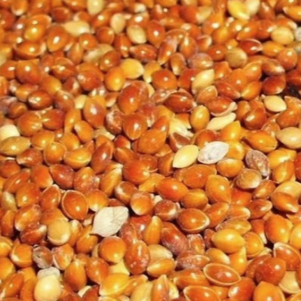 Painço Vermelho 1kg – Milho Alvo Ideal para Curió, Bicudo, Azulão, alimento natural para pássaros