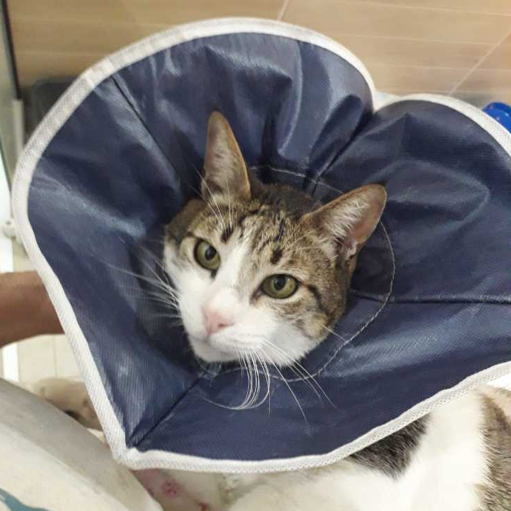 Colar Elizabetano Soft Buster P/ Cães/gatos Azul- Kruuse