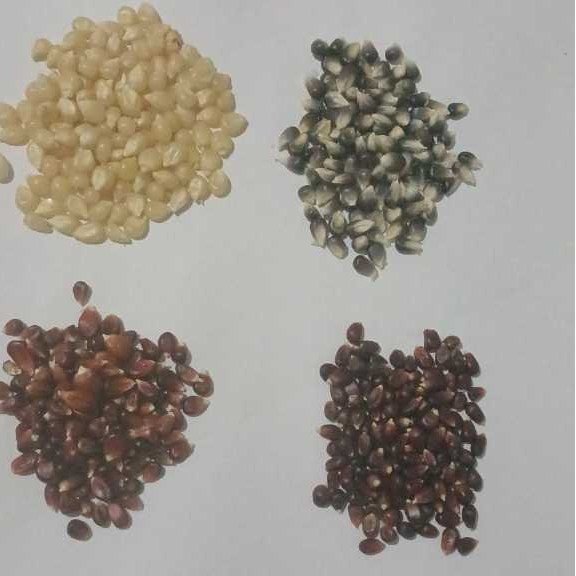 400 semente pipoca: vermelha, branca, roxa, preta/branco em Oferta na Shopee