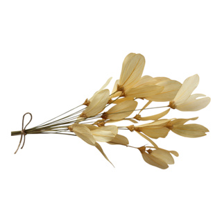 Flores desidratada Decoração 20 libélula no Espeta Nariz Arranjo casa ambientes Vasos em Oferta na Shopee