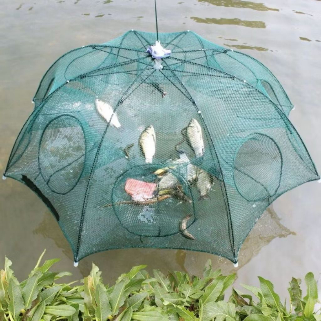 Peixes Vivos: Guia Completo e Onde Comprar | BuscaProdutos