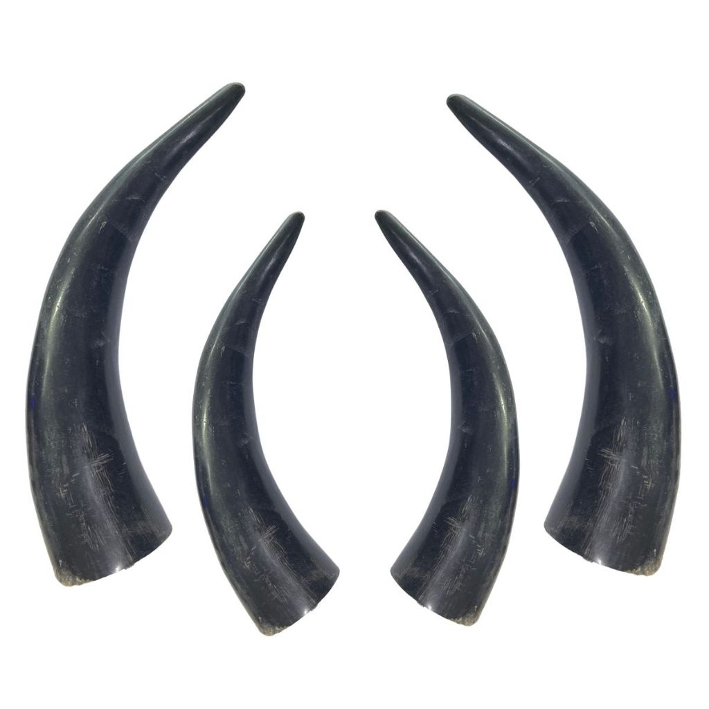Chifre De Boi Polido Artesanal Mordedor Unidade Umbanda Candomblé em Oferta na Shopee