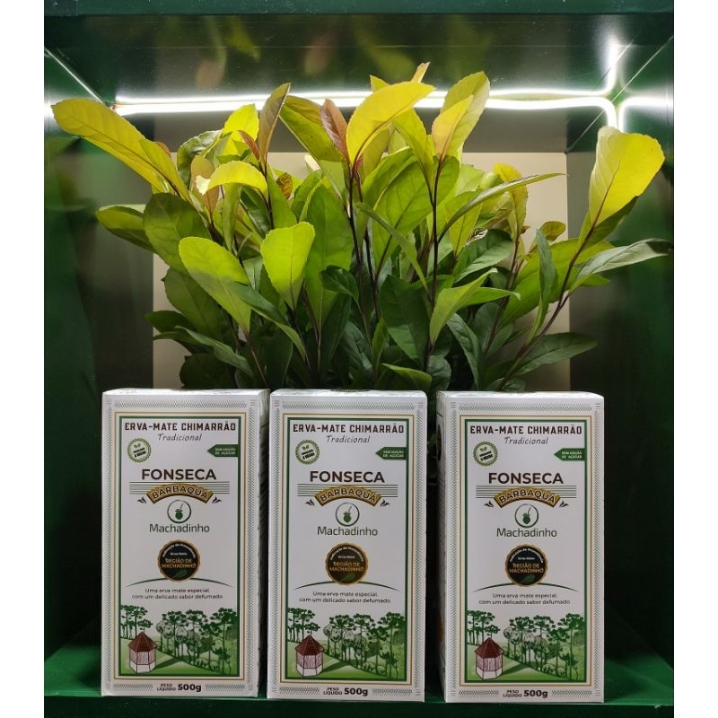 kit com 3 pacotes de Erva-mate tradicional para chimarrão Fonseca do Barbaquá Machadinho 500 g EMBALAGEM A VÁCUO