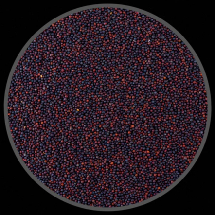 Detalhes do Semente de Colza para Pássaros - 1kg