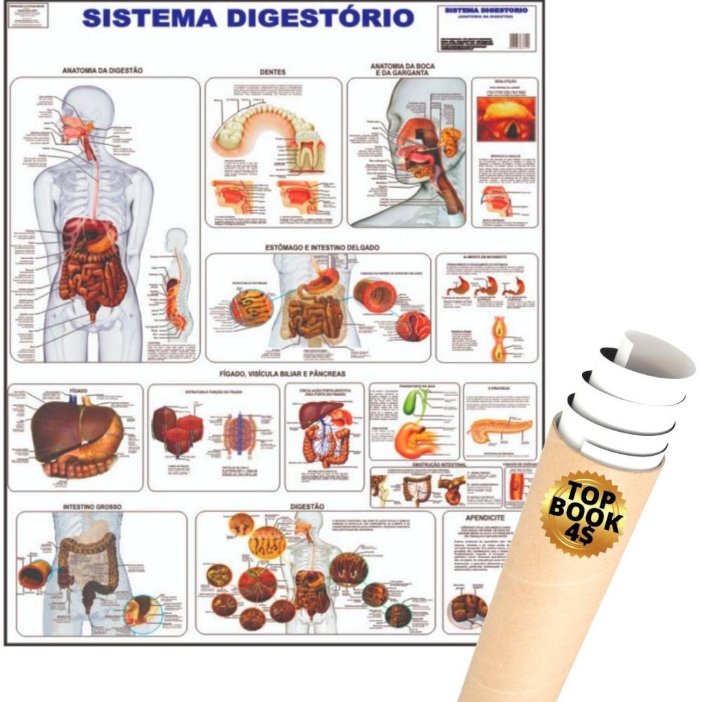 Mapa Sistema Digestório Digestivo Corpo Humano Poster Anatomia Medicina
