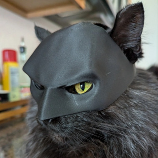 Máscara Batgato para Gatos | Acessório Pet Batman. em Oferta na Shopee