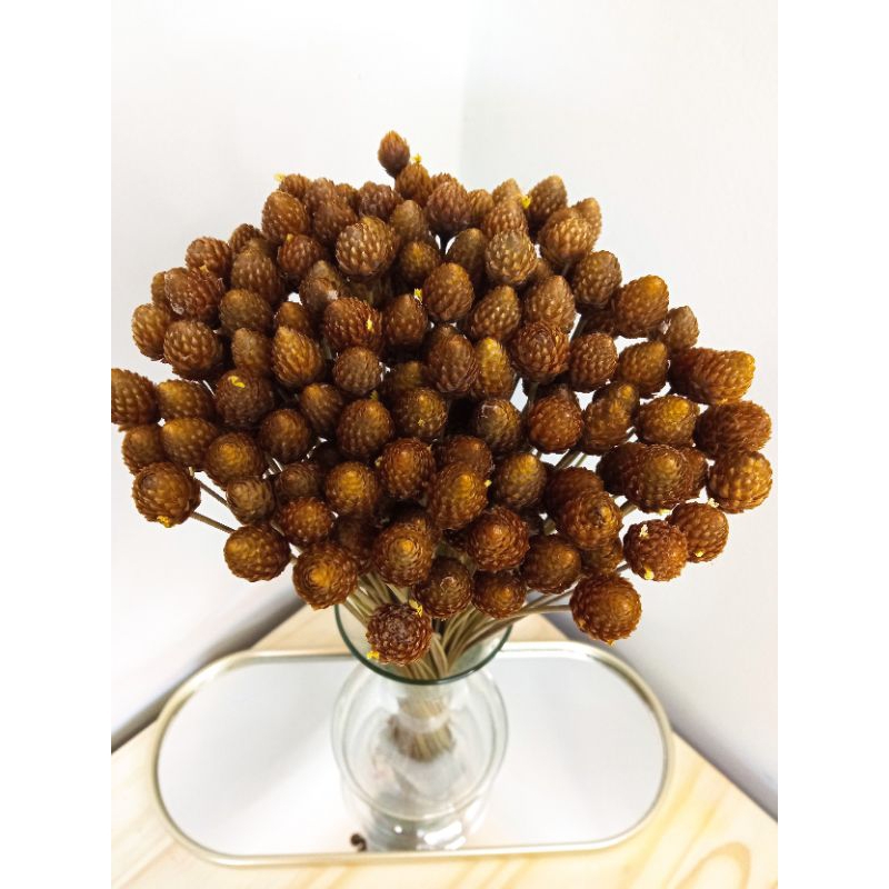 Botão rústico ou botão pimentinha,seco e desidratado,flor seca em Oferta na Shopee