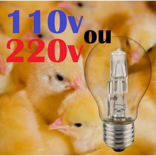 LÂMPADA DE AQUECIMENTO PARA PINTINHOS E AVES DE GRANJAS 110V ou 220V em Oferta na Shopee