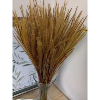 Capim Ourinho em Oferta na Shopee