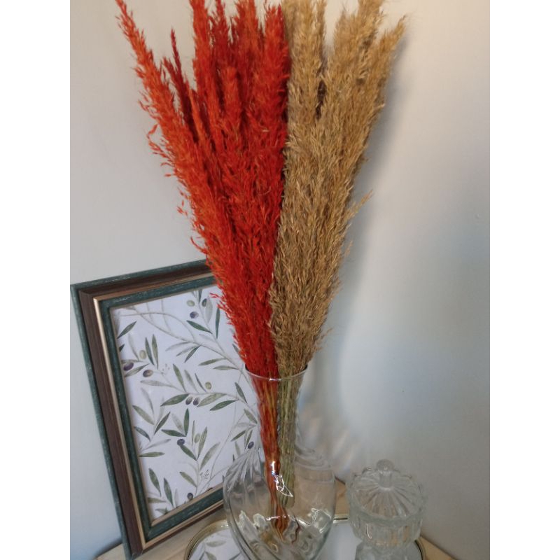 Capim rabo de gato em Oferta na Shopee